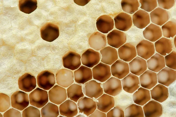 Macro de favo de mel, fundo textura hexágono , — Fotografia de Stock