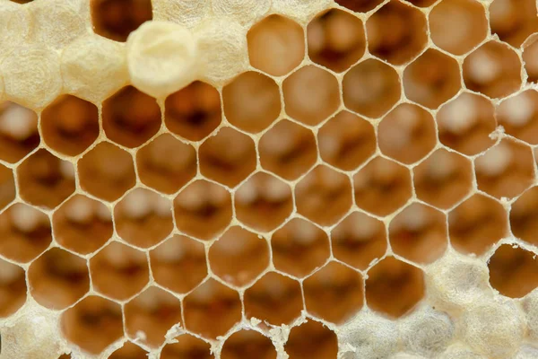 Macro of honeycomb, Background hexagon texture, — Stock Photo, Image