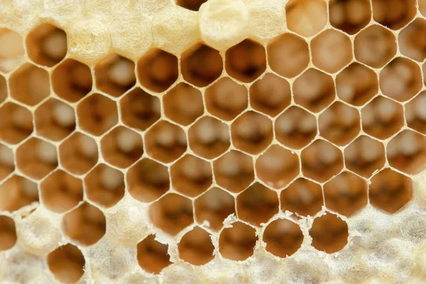 Méhsejt makró, háttér hatszög textúra, — Stock Fotó