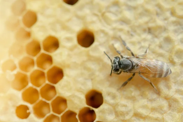 Makro av arbetande bin på bikaka, bakgrund hexagon konsistens, — Stockfoto