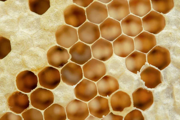 Méhsejt makró, háttér hatszög textúra, — Stock Fotó