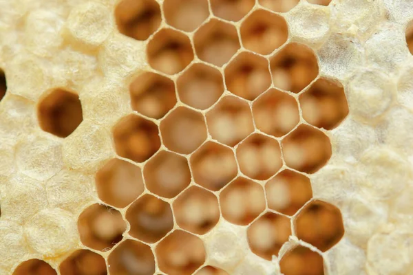 Macro a nido d'ape, texture esagonale di fondo , — Foto Stock