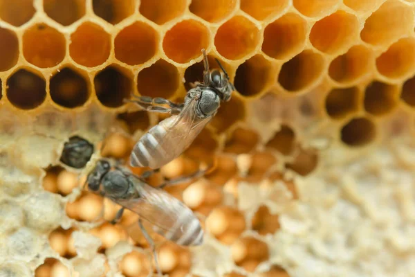 Macro de abejas trabajadoras en panal, Textura hexágono de fondo , — Foto de Stock