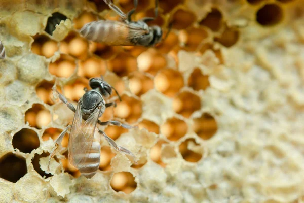 Macro de abejas trabajadoras en panal, Textura hexágono de fondo , — Foto de Stock