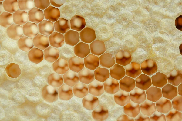 Macro of honeycomb, Background hexagon texture, Stock Picture