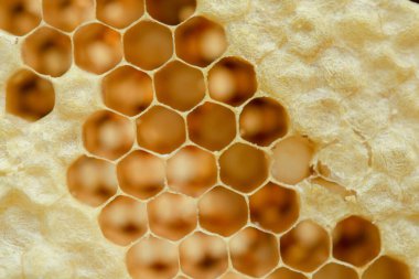 Bal peteğinin makrosu, Arkaplan altıgen dokusu, 