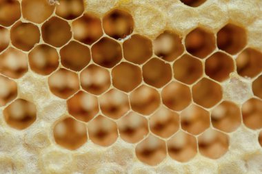 Bal peteğinin makrosu, Arkaplan altıgen dokusu, 