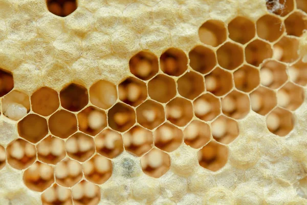 Macro of honeycomb, Background hexagon texture, — Stock Photo, Image