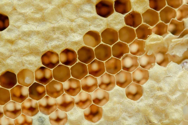 Macro van honingraat, achtergrond zeshoek textuur, — Stockfoto