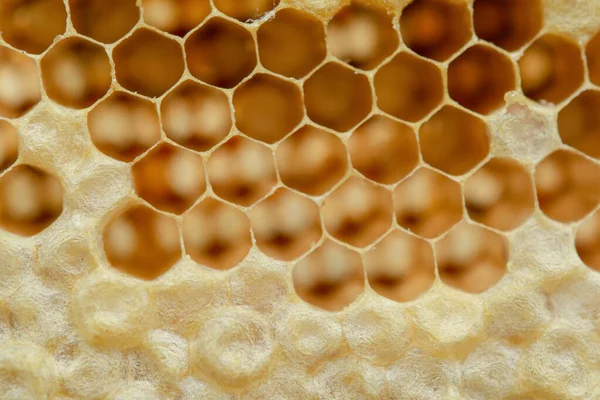 Macro of honeycomb, Background hexagon texture, — Stock Photo, Image