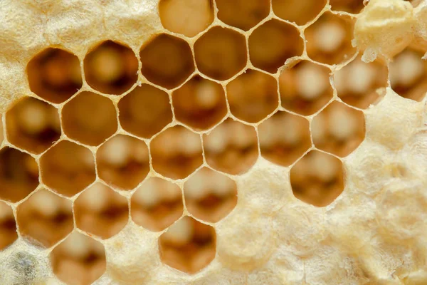 Macro of honeycomb, Background hexagon texture, — Stock Photo, Image