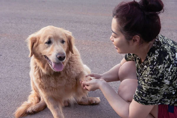 Asian woman holding the paw of a golden retriever dog, handshake, Friendship between human and do