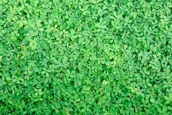 Amarillo Cacahuete Pinto Cacahuete Plantas Cobertura Del Suelo —  Fotos de Stock