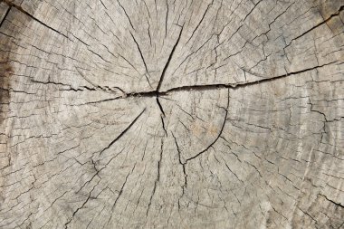 Ağaç kütüğü, ağaç gövdesinin kesiti.