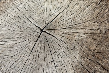 Ağaç kütüğü, ağaç gövdesinin kesiti.