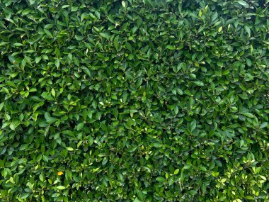 Yeşil yapraklı arka plan. doğa soyut arkaplan,