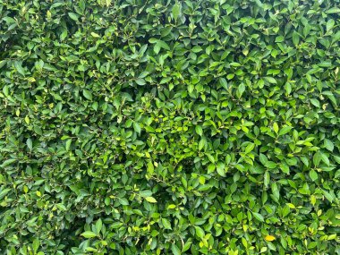 Yeşil yapraklı arka plan. doğa soyut arkaplan,