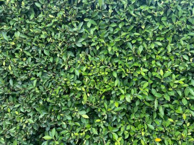 Yeşil yapraklı arka plan. doğa soyut arkaplan,