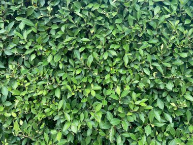 Yeşil yapraklı arka plan. doğa soyut arkaplan,