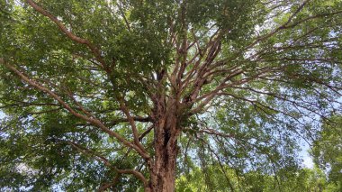 Ağaç arkaplanının alt görünümü 