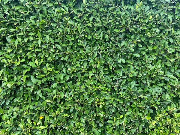 緑の葉のパターンの背景 自然抽象的な背景 — ストック写真