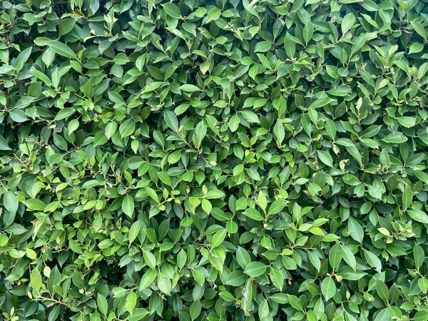 Yeşil yapraklı arka plan. doğa soyut arkaplan,