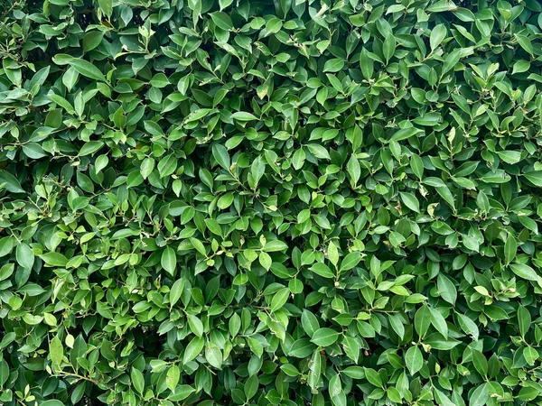 Hojas Verdes Patrón Fondo Naturaleza Fondo Abstracto —  Fotos de Stock