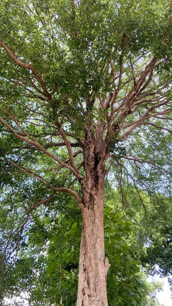 Vista Inferior Fondo Del Árbol — Foto de Stock