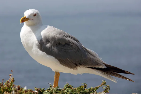 Second white and grey seagull under summer sun — Stock Photo, Image