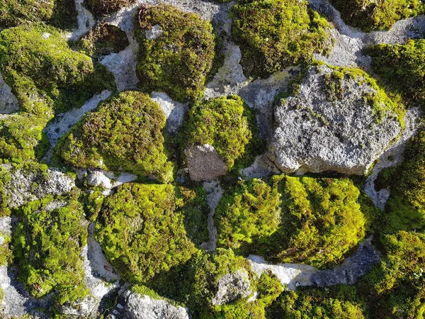 Güneş ile sonbahar yosun ile taş duvar