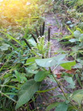 Ruellia tüberosa veya kraker tohumları