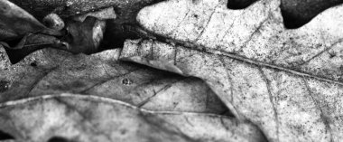 Yakın çekim düşen sonbahar yaprakları