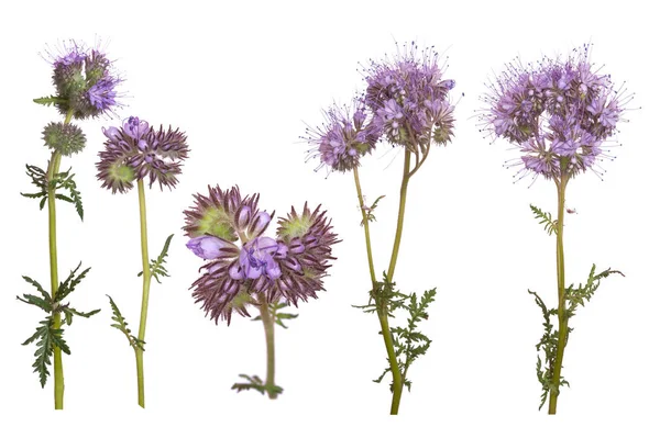 Set of Phacelia flowers isolated on white background — Stock Photo, Image