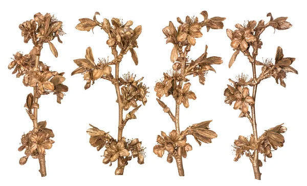 Conjunto de galho sakura dourado isolado sobre fundo branco. Flor pintada — Fotografia de Stock