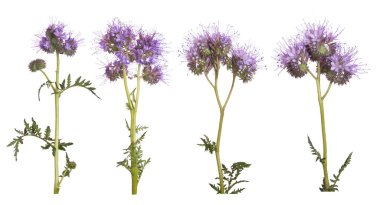 Beyaz arka plan üzerinde izole Phacelia çiçek kümesi