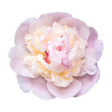 Beyaz arka plan üzerinde izole büyük pembe şakayık çiçeği