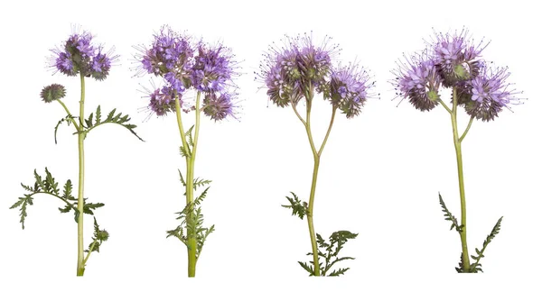 Conjunto de flores Phacelia isolado no fundo branco — Fotografia de Stock