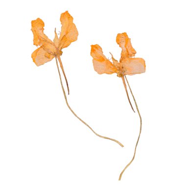 Kurutulmuş ve beyaz arka plan üzerinde izole bahar çiçekleri preslenmiş