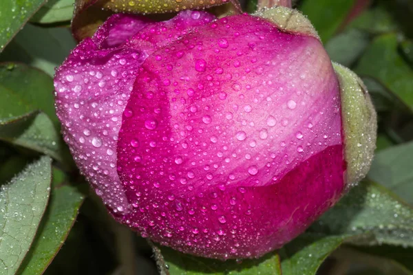 Peony bud with drops of dew. A large pink spring flower. — Stock Photo, Image