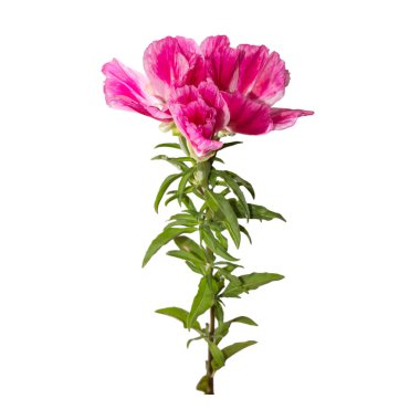 İzole Godetia çiçek. Güzel pembe ve mor bahar çiçekleri bir dalı.