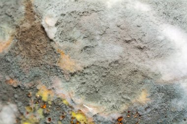 Doğal doku kalıp meyve. Çürük arka plan.