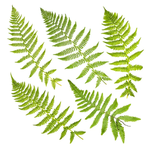 Set of fern leaves isolated on white background