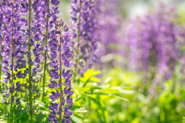 Çiçek acı bakla çiçekler. Lupines bir alan. Bitkiler üzerinde güneş ışığı parlıyor — Stok fotoğraf