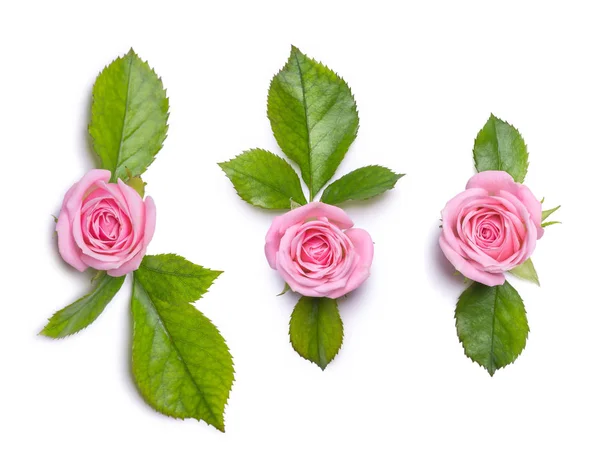 Set os roses roses isolées sur un fond blanc — Photo
