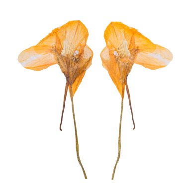 Kurutulmuş ve beyaz arka plan üzerinde izole bahar çiçekleri preslenmiş