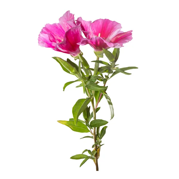 Godetia blomma isolerade. En gren av vackra rosa och lila vårblommor. — Stockfoto