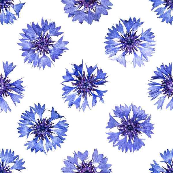 Seamless pattern with bright cornflowers on white background. — Stock Photo, Image