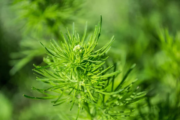 天然针叶灌木的一个分支。常青植物 — 图库照片