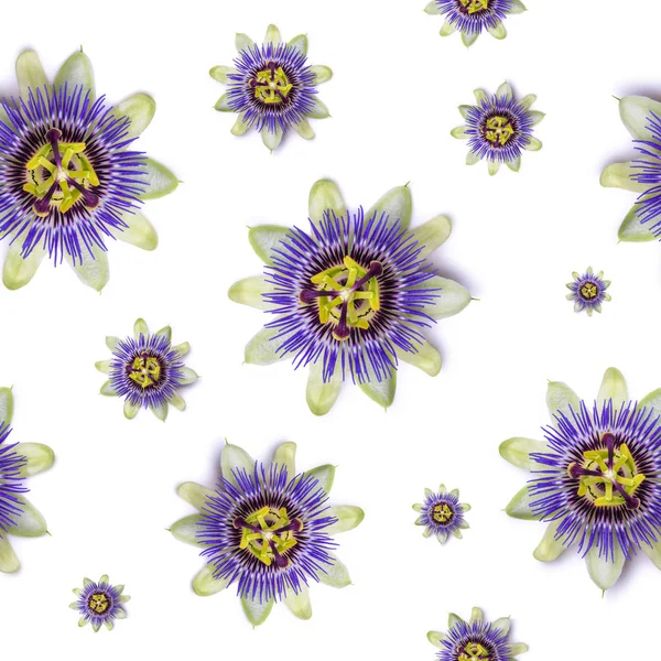 Seamless pattern with Passiflora passionflower on white background. — Stock Photo, Image