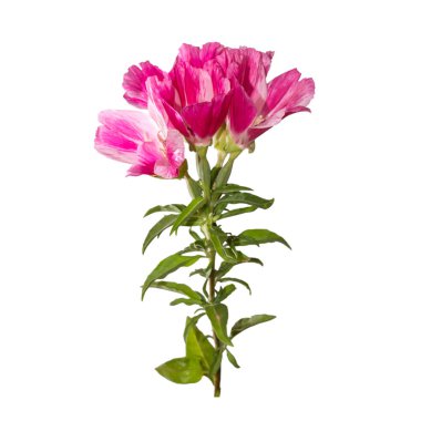 Godetia flower isolated. A branch of beautiful pink and purple spring flowers clipart